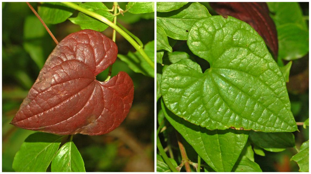 Foglie rosse  e verdi ...